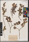 Foto von Salix aurita L.